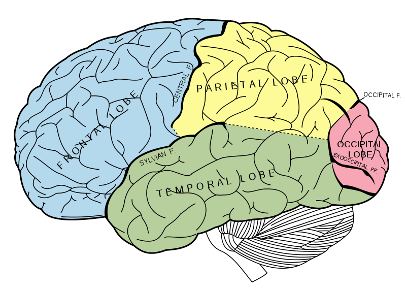 Das Gehirn. Querschnitt aus Grays Anatomy. Wikimedia Commons Public Domain
